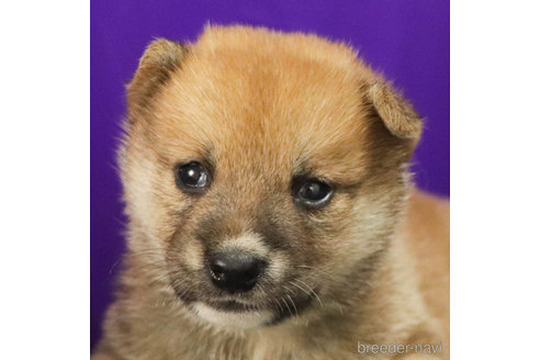 成約済の愛知県の柴犬-329242の2枚目